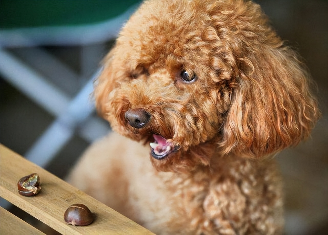 哪种宠物狗卖得最好养,养狗首选这7种狗价格便宜又漂亮