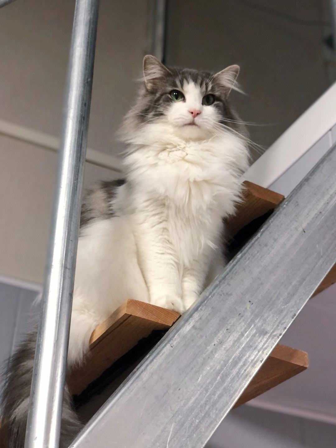 最难打理的猫咪排行,一只最难养的猫咪