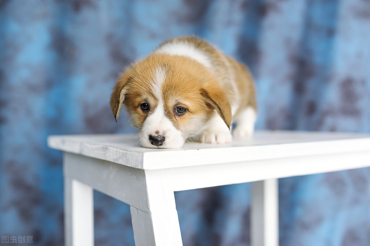 宠物托运是怎么托运的,宠物托运国外