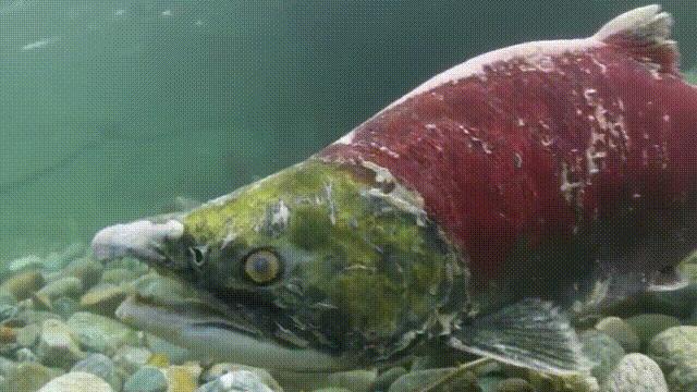 国内的假三文鱼是什么鱼,哪种才是真正的三文鱼