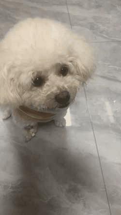 狗狗腰椎骨刺四肢不能站立,狗狗急性椎间盘突出吃什么药