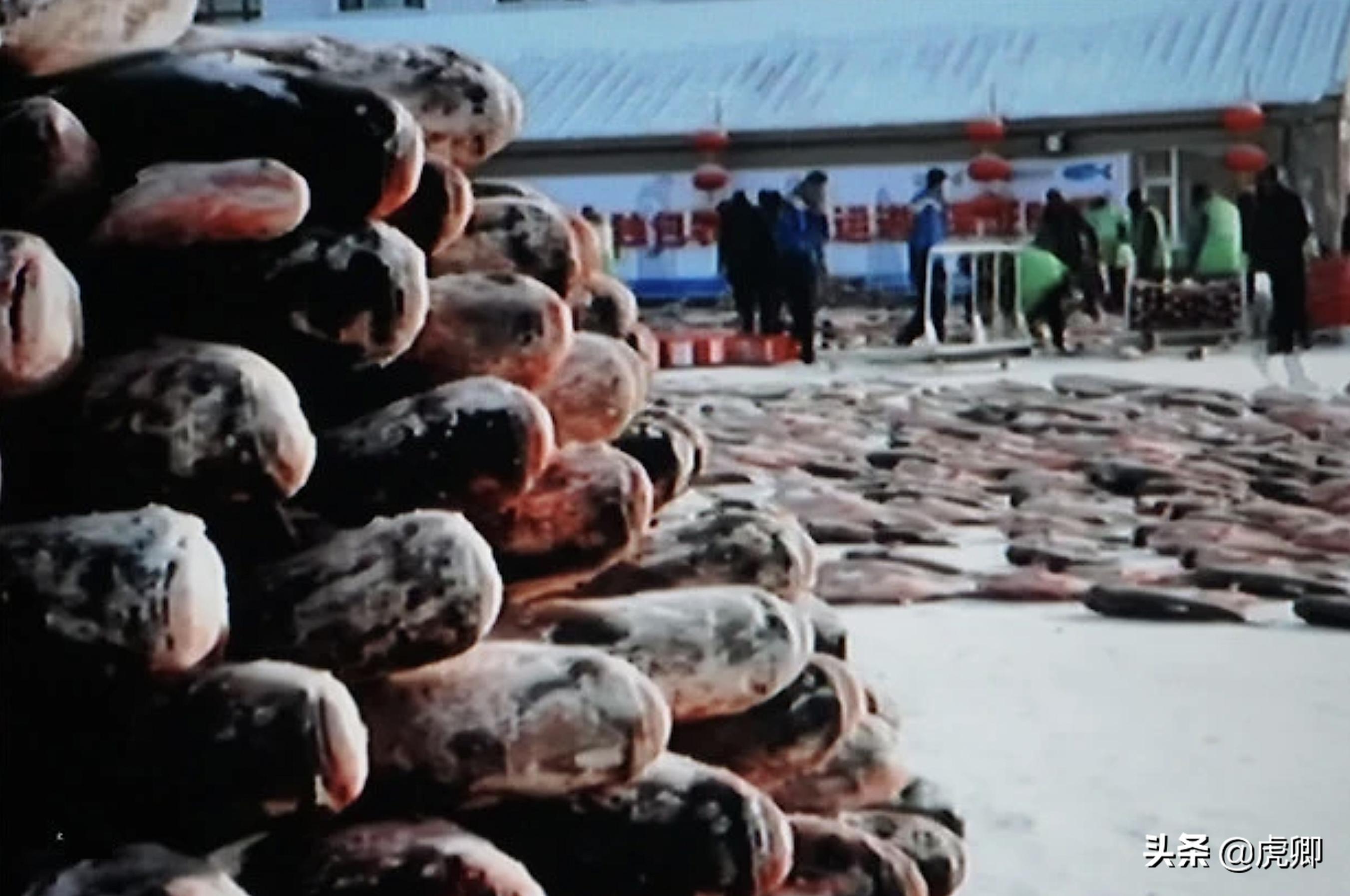 天价鱼是怎么曝光的,天价鱼野生