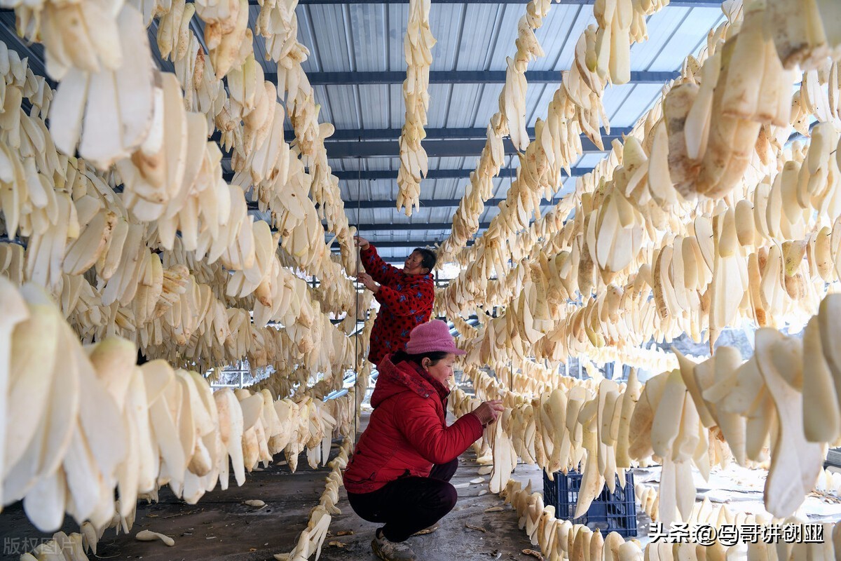 农村做什么赚钱五个致富项目,农村快速致富成本低的方法有哪些
