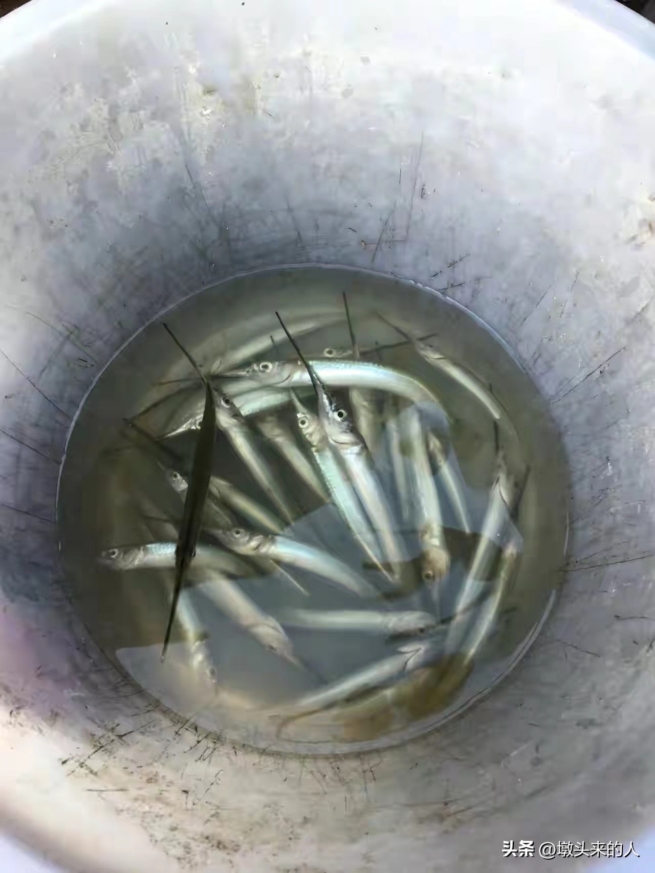 海鲜尖嘴鱼怎么做好吃,三亚海里哪种鱼最好吃