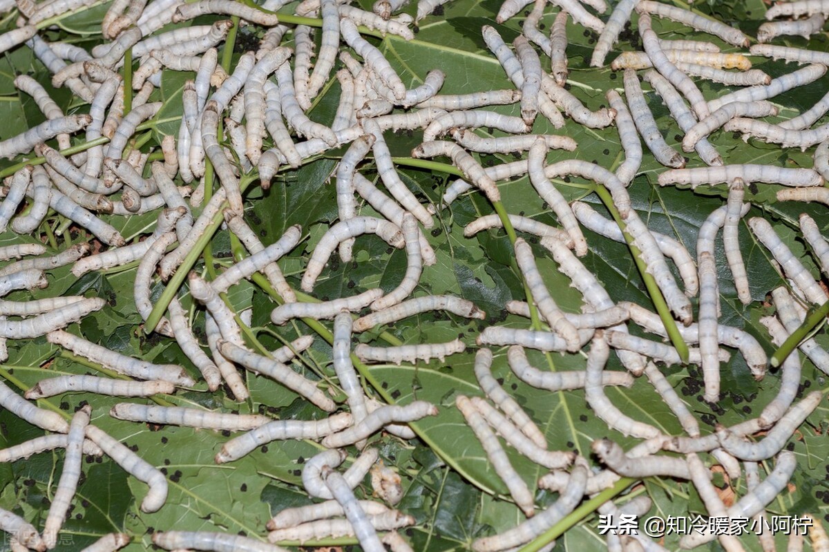 从蚕卵变成蚕的全过程,从蚕卵变成蚕宝宝需要多少天时间