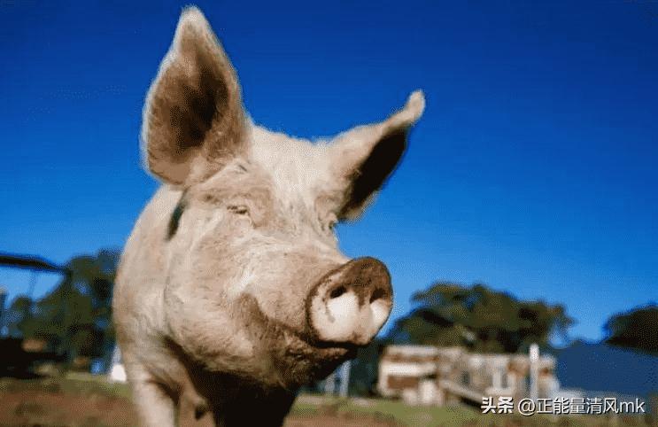 30张老照片:女子依洋人怀,*片鸦**烟枪手中持,白日梦中沉醉