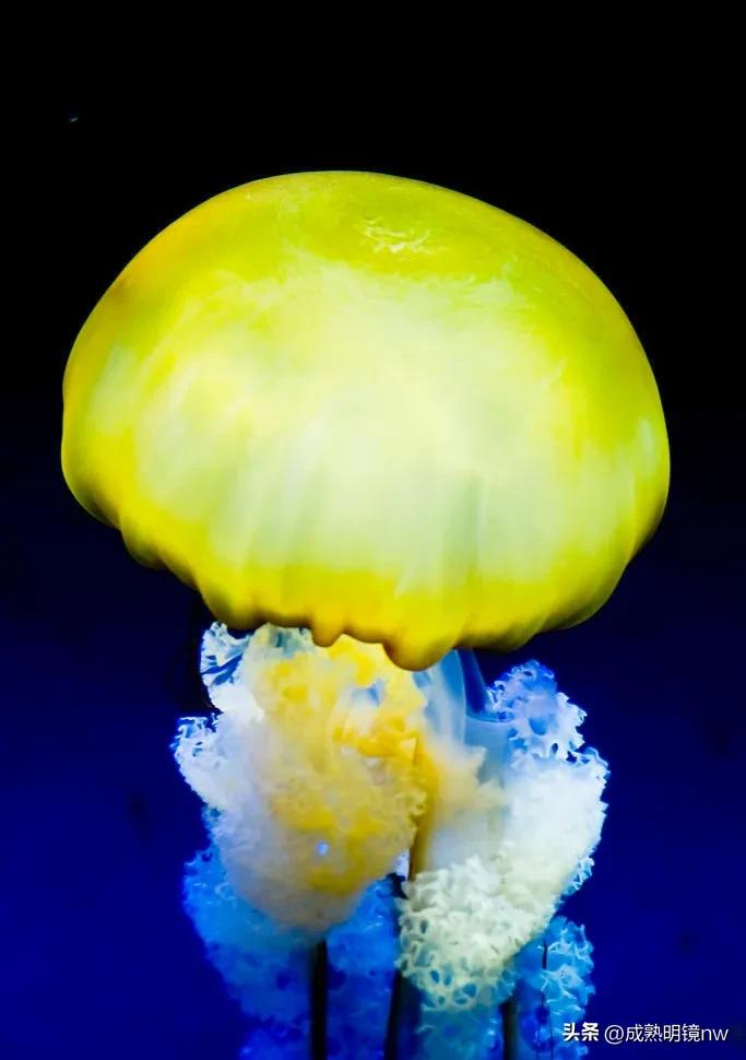 奇怪又美丽的水母,透明漂亮的水母