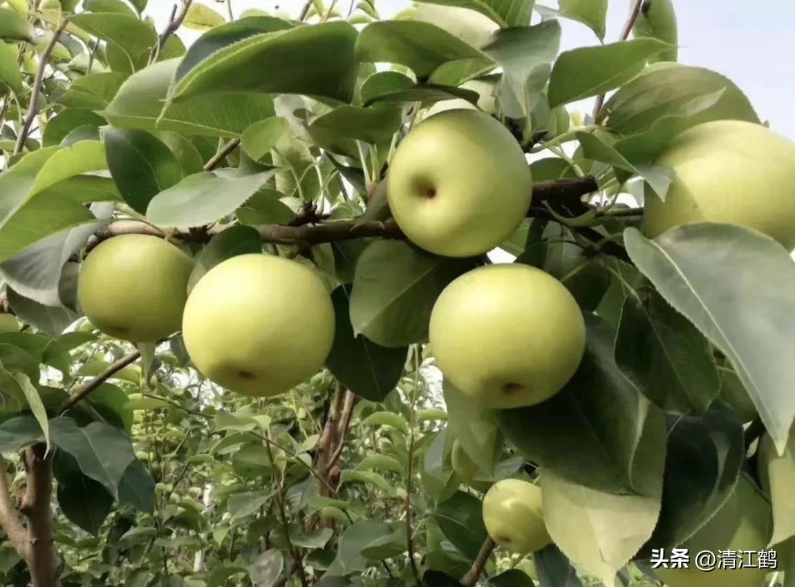 梨果病害图片大全,梨果不套袋病虫害防治技术