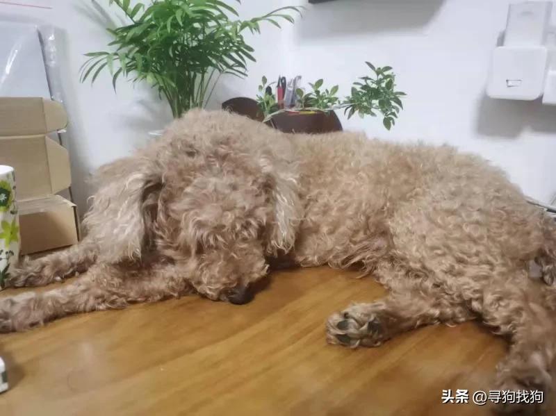 厦门免费领养宠物狗近期,厦门贵宾犬领养