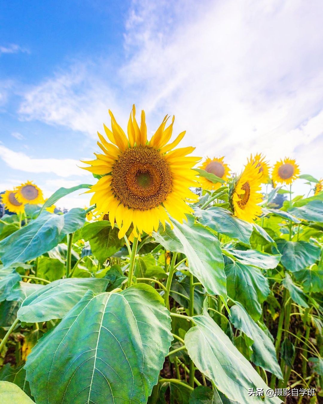 风景手机拍照教程零基础学摄影,新手手机拍照风景技巧