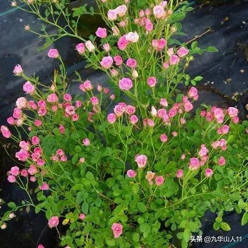 微型月季品种价格是多少 (微型月季品种有哪些)