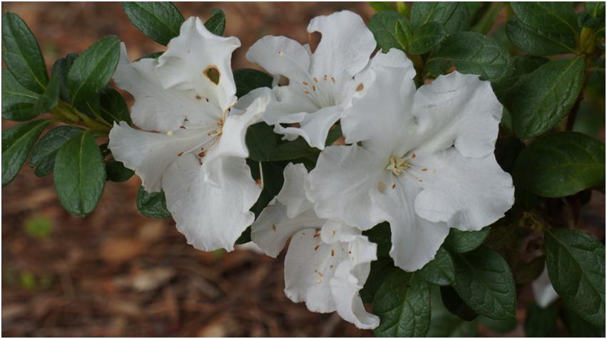 经典玫瑰品种 (玫瑰植物品种)