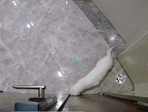 喜当爹!三只公猫凑不出一个蛋,结果...谁给母猫肚子搞大了!