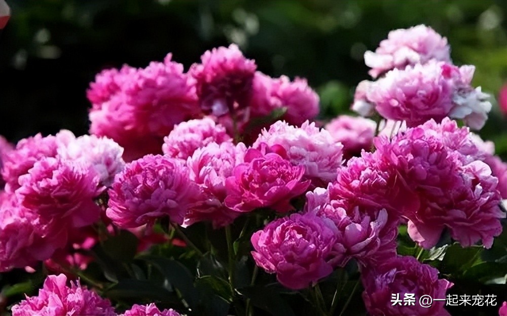 五种花好养易活色泽鲜艳花朵美丽,五种公认超难养的花你家养了几种