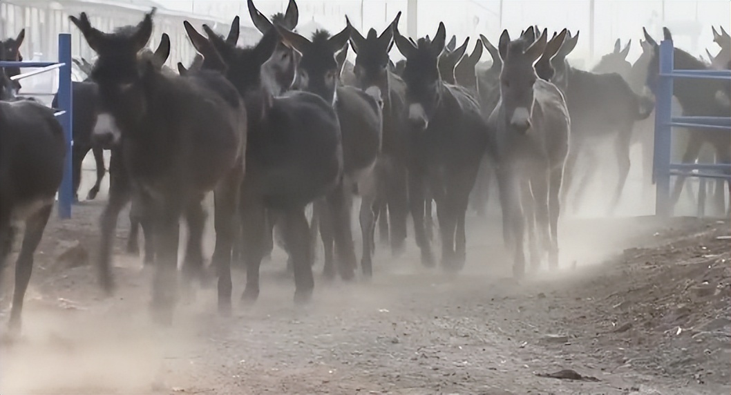 小伙三年养了4000头母驴，感情深厚一头也不卖，但一天还净赚4万