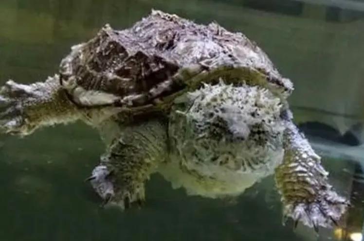 适合新手养互动性强的龟,什么品种的龟容易饲养和互动