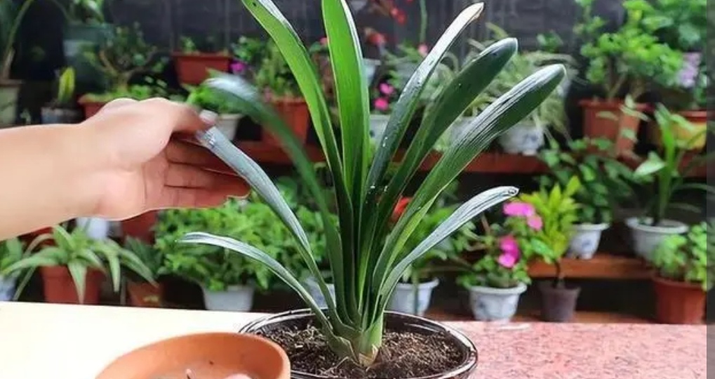 君子兰换盆注意事项及管理,在给君子兰换盆时你的方法正确吗