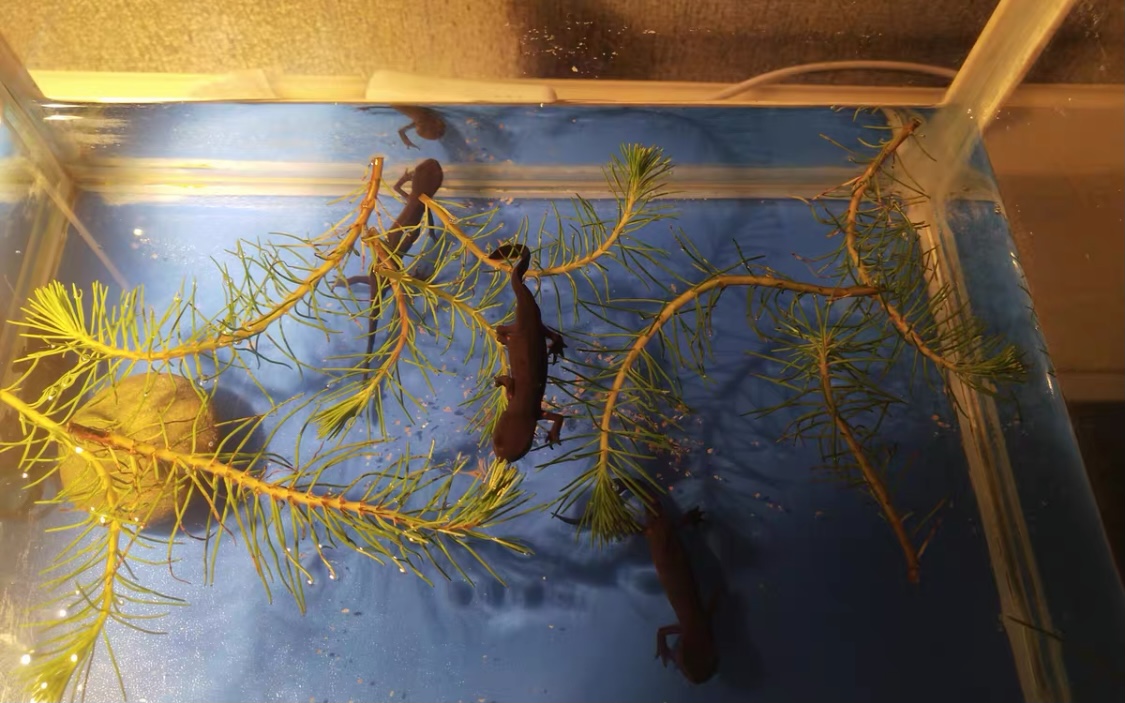 山林小精灵,中华火龙蝾螈是国家保护动物吗