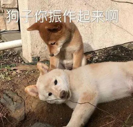 狗狗老是扒拉我怎么回事,狗狗用手老是扒拉主人啥意思