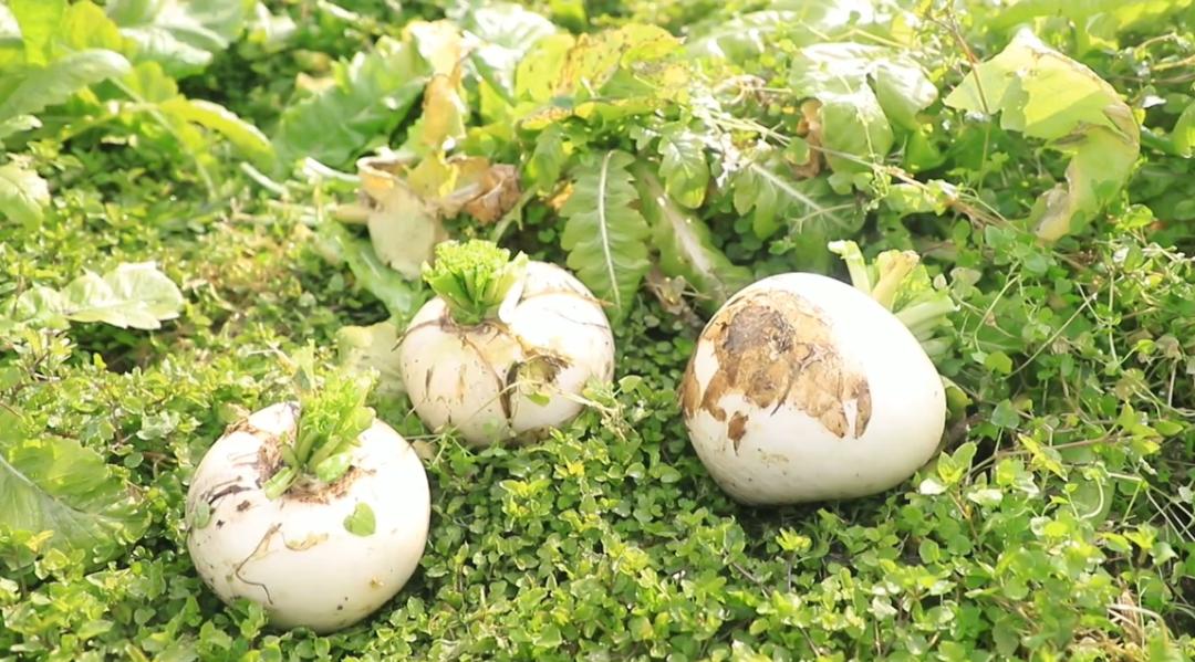 郫都区安德街道云桥村,云桥村萝卜