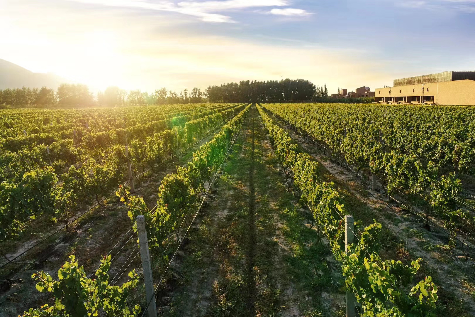桑干酒庄西拉保质期十年,桑干酒庄西拉红酒