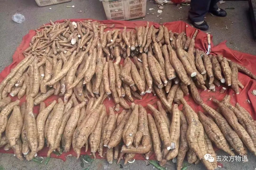 根类食物大全 (5种根菜类的食材)