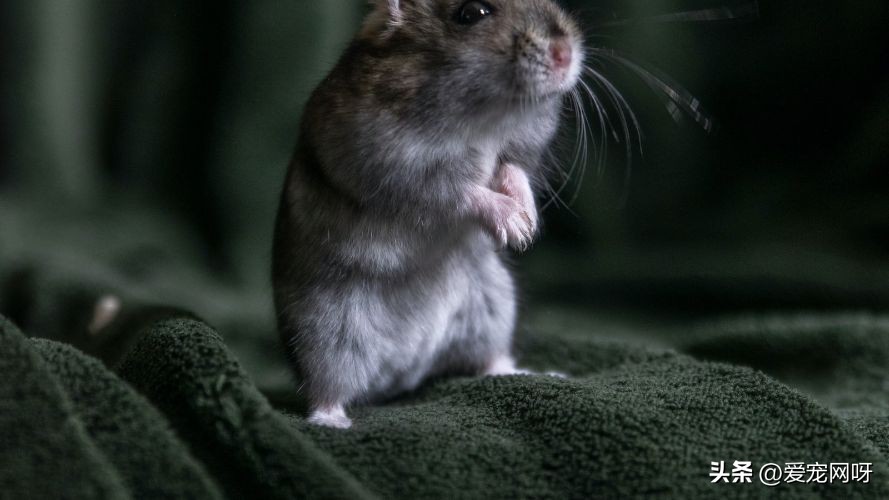 仓鼠常见疾病及治疗方法,仓鼠常见的病用什么药