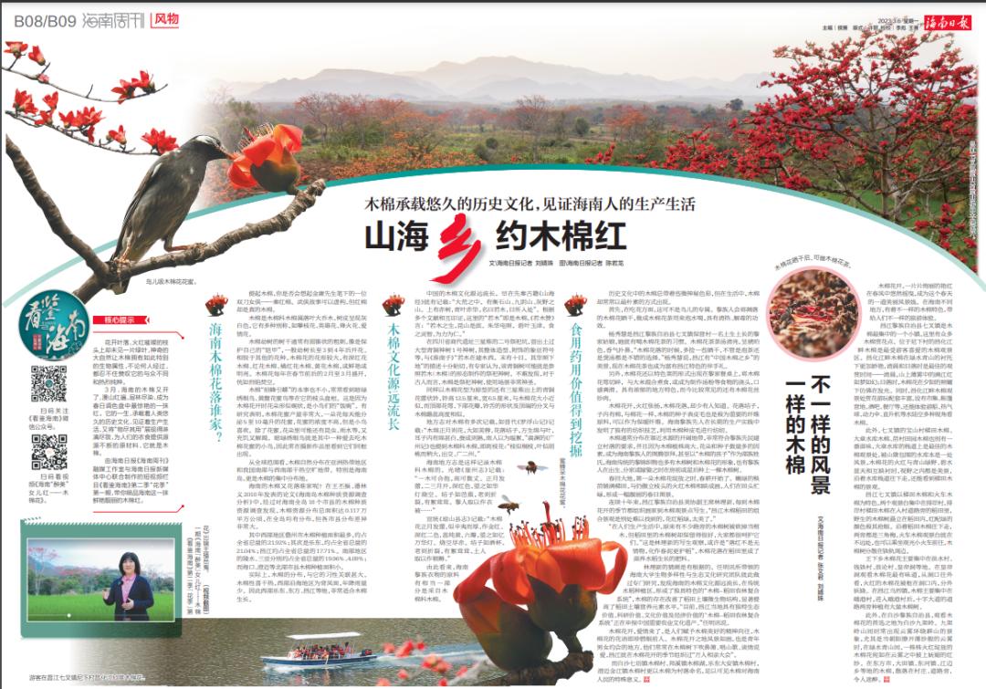 在海南踏青打卡,海南木棉红风景