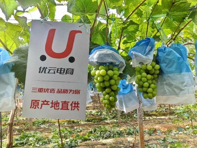 水果界“绿宝石”上线优云电商！从原产地新鲜采摘的阳光玫瑰葡萄