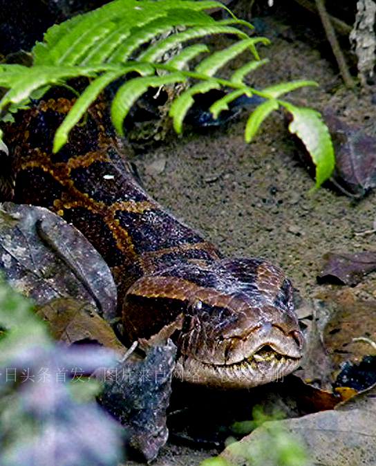 人类如果被蟒蛇活着吞进肚子里，用一把*首匕**能不能自救？