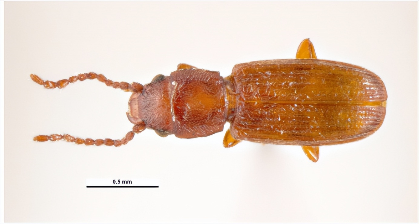 如何防止蚊虫进房间的方法,室内总有蚊子或者虫子怎么办