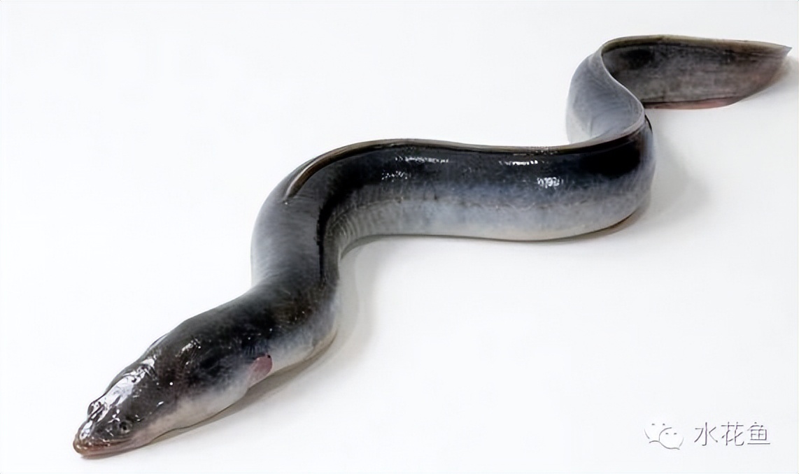 鱼的内部器官构造,鱼类的器官特征