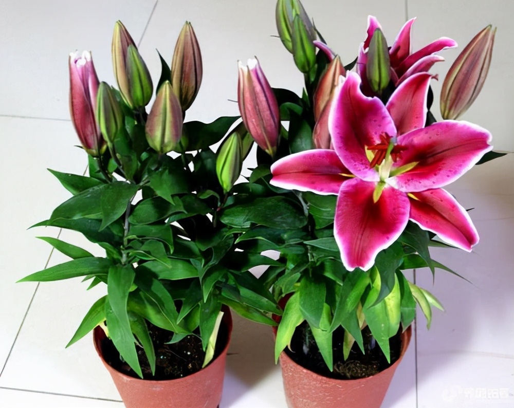 十种花不宜在室内养,这4种花最好别养在室内