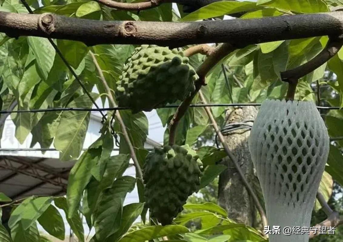 大陆解禁台湾释迦,台湾农民欢呼雀跃,这真的有助于两岸统一吗?