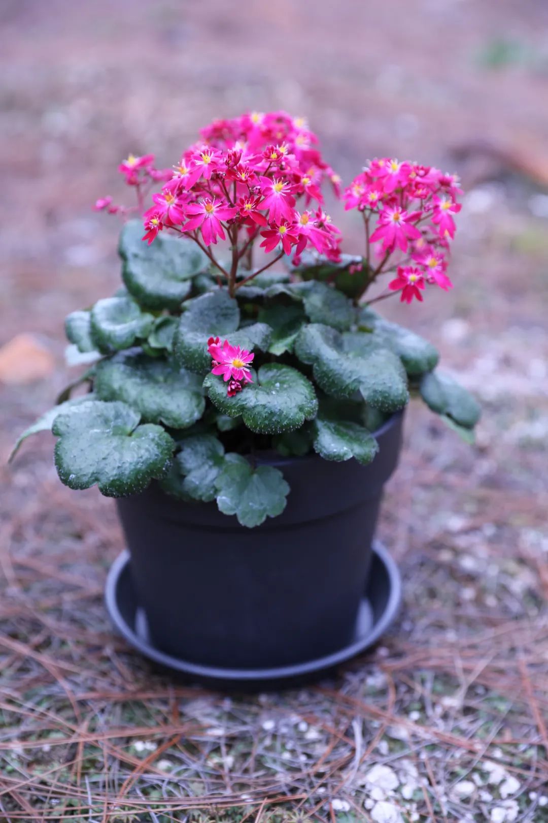 自带爆盆属性的舞动精灵上新了，虎年春日仪式感安排了吗