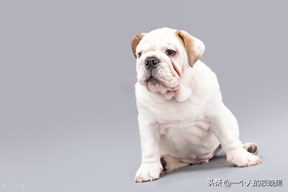 狗狗吃了葡萄多久出现症状,狗狗吃葡萄和巧克力会怎么样