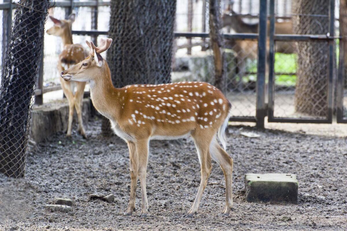 梅花鹿的养殖技术与管理技术,梅花鹿养殖技术