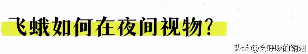 蛾类图谱,蛾类昆虫图谱