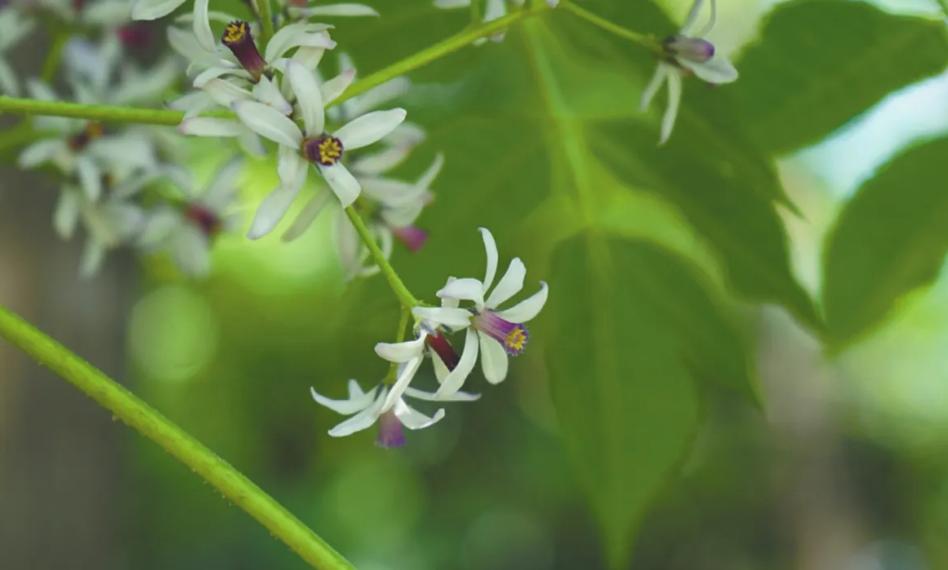 咏楝花的古诗词,有关楝花的诗