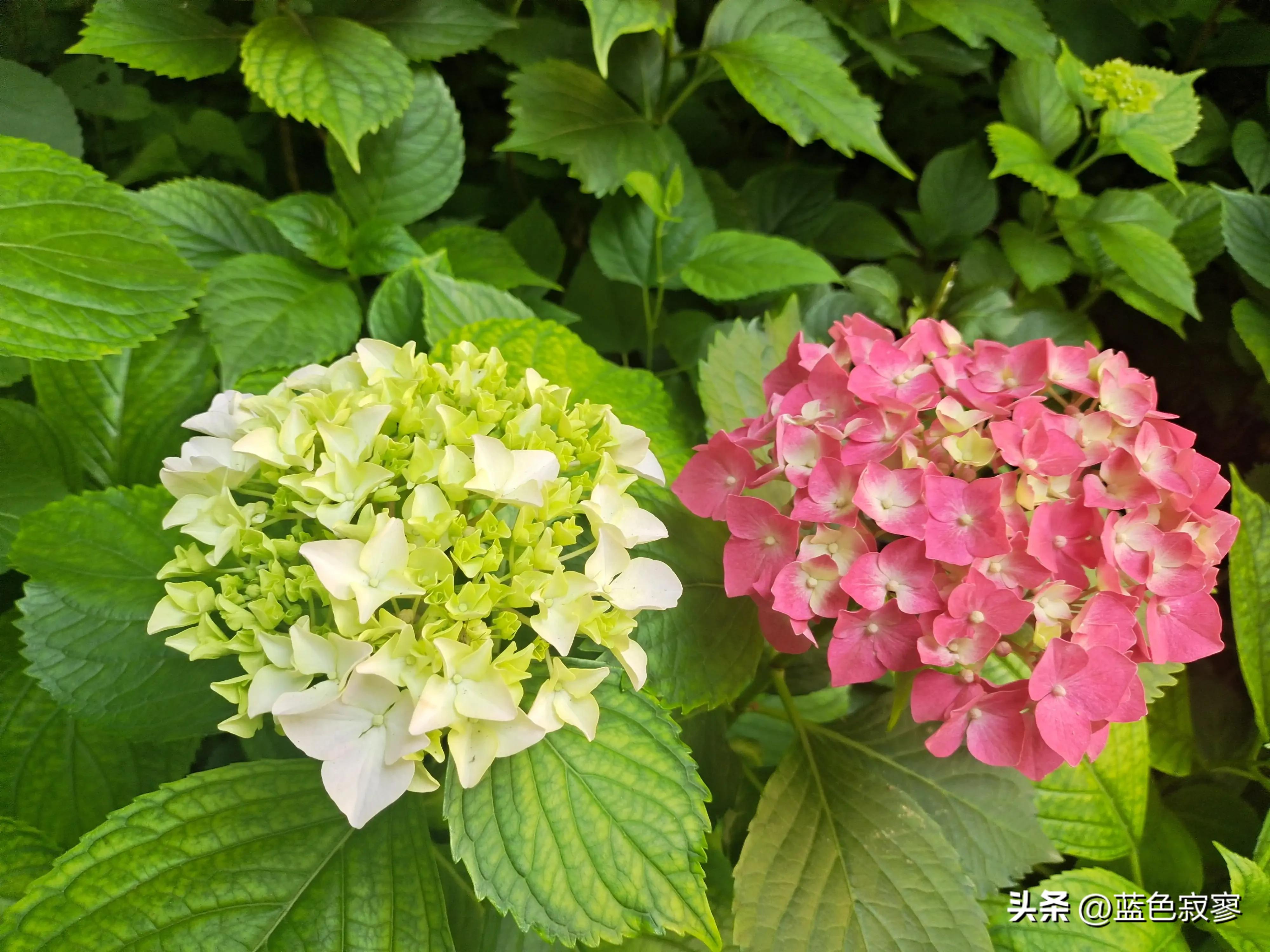 绣球花开洁白如玉令人赏心悦目,绣球花生如夏花