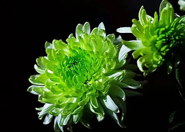 绿牡丹菊花名贵稀有吗,菊花绿牡丹介绍