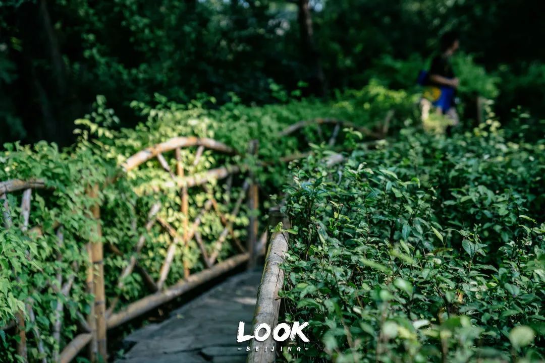 北京什刹海晚上游玩路线,北京什刹海风景秋天攻略