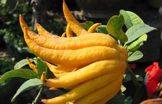 100多种罕见水果欣赏,100种罕见水果名字