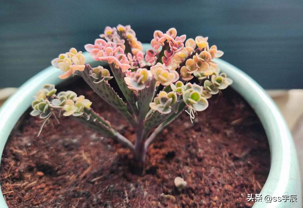 落地生根不死鸟的片叶能种吗,不死鸟多肉怎么养成老桩