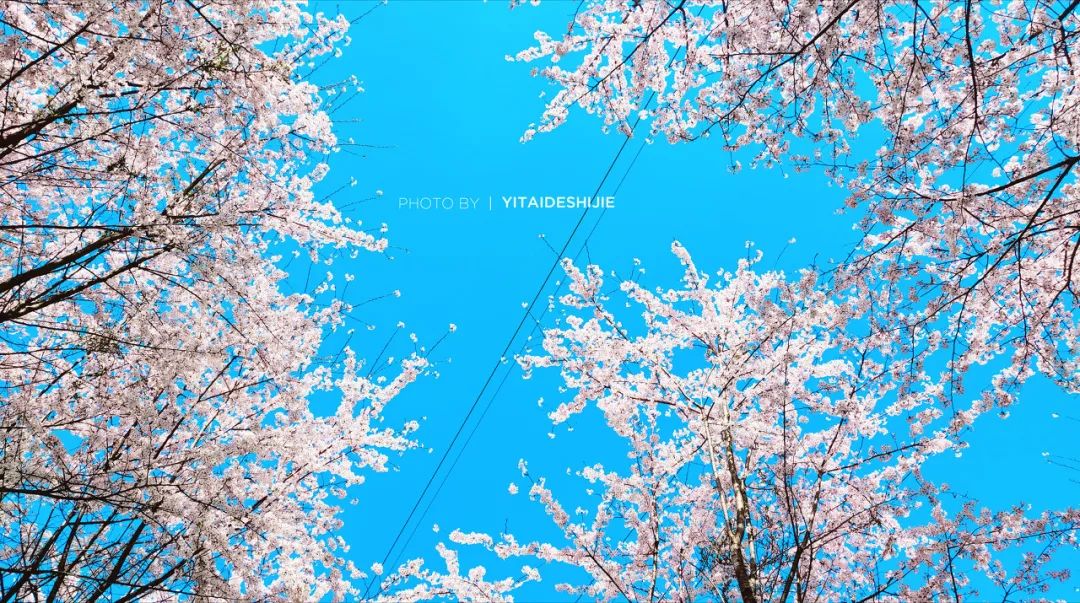 贵州安顺平坝万亩樱花园,安顺平坝樱花园面积有多少