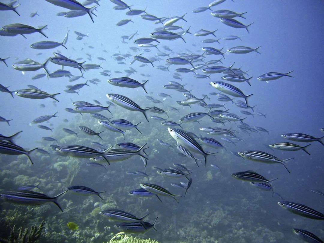 害喜治疗办法,害喜什么意思