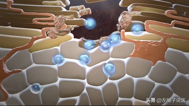 高血压人可以一直吃维生素b2吗,维生素b2对高血压有辅助作用