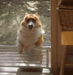 什么狗比较适合暴脾气的人养,警戒性强且适合养的狗