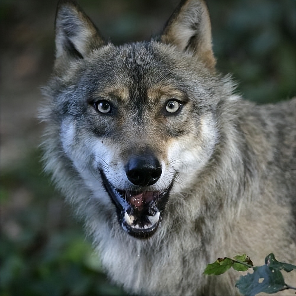 草原狼群杀马群,草原狼群杀人案