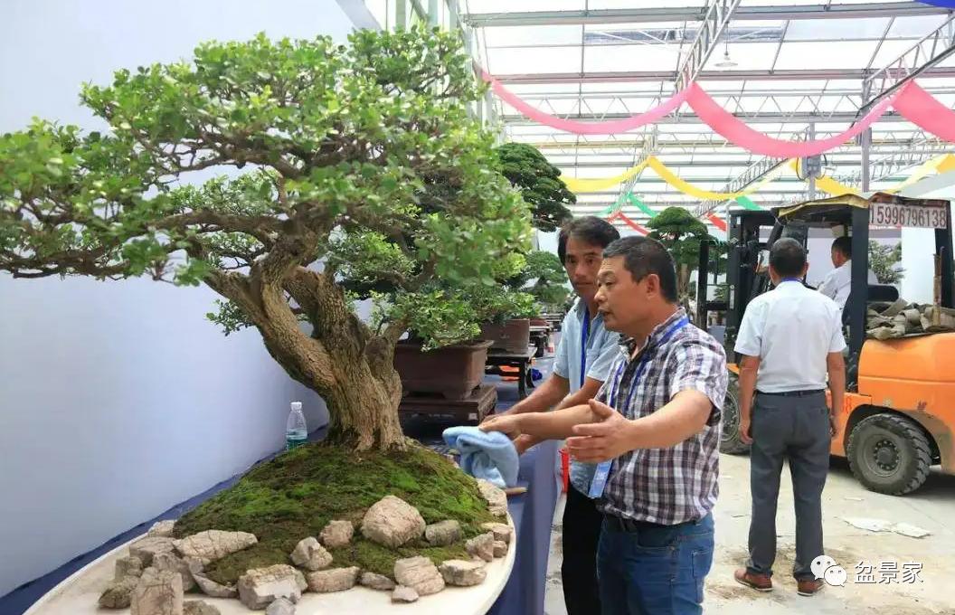 怎么入行盆景生意,花卉盆景生意